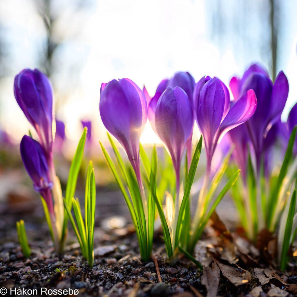 Krokus blomster i sol baklys, kveld