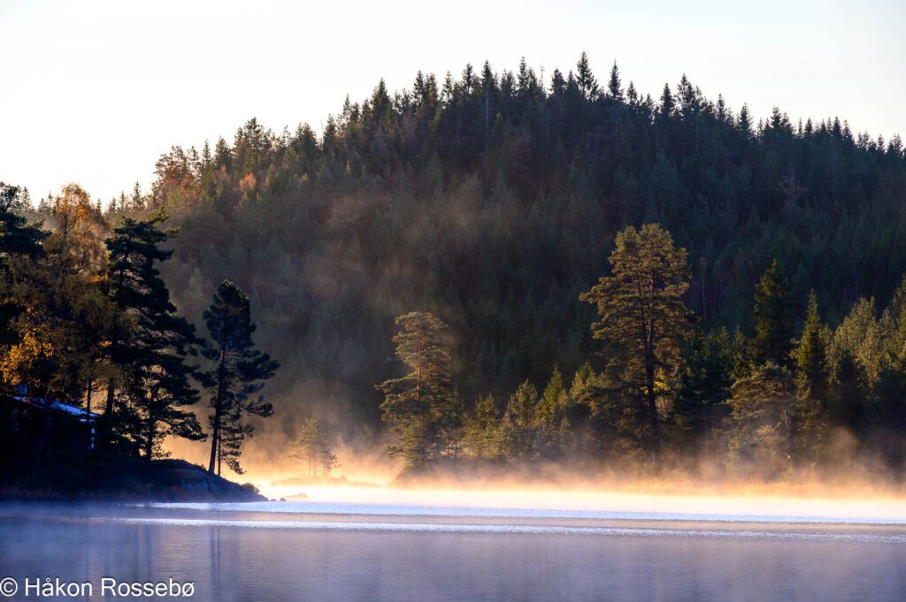 Morgenfrost i motlys fra solen ved Drivnesvann i Vennesla