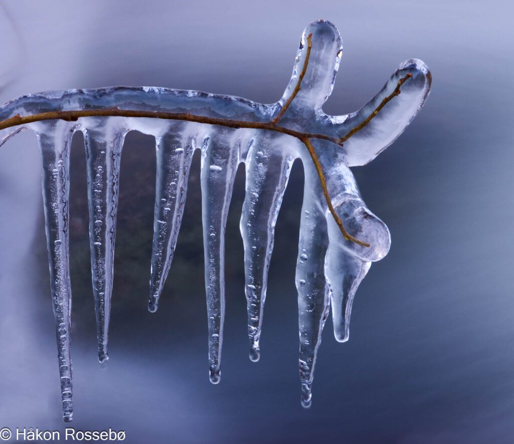 Is dekker frossen gren over bekk - vinter