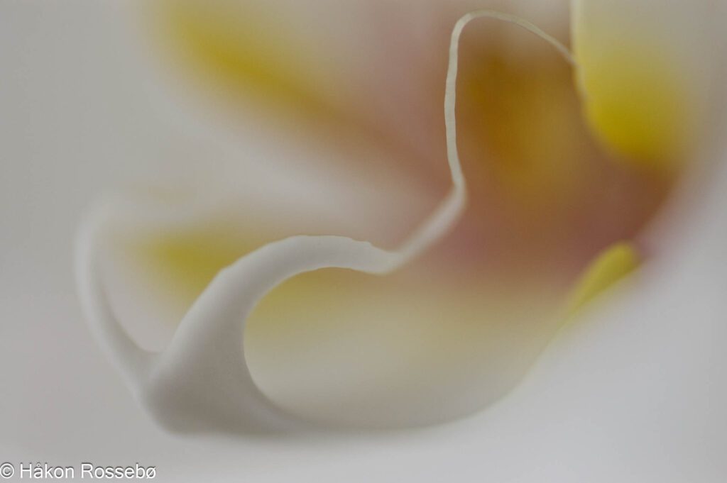 Nærbilde av Orkide abstrakt