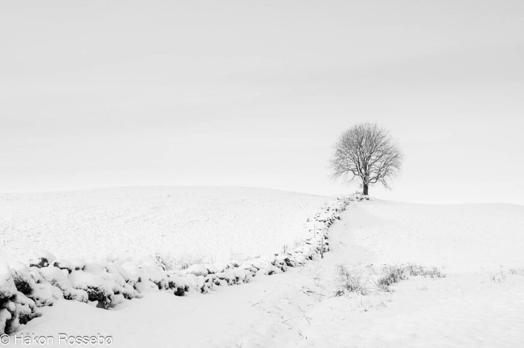 Øysteins tre på Svaland - vinter svart-hvitt