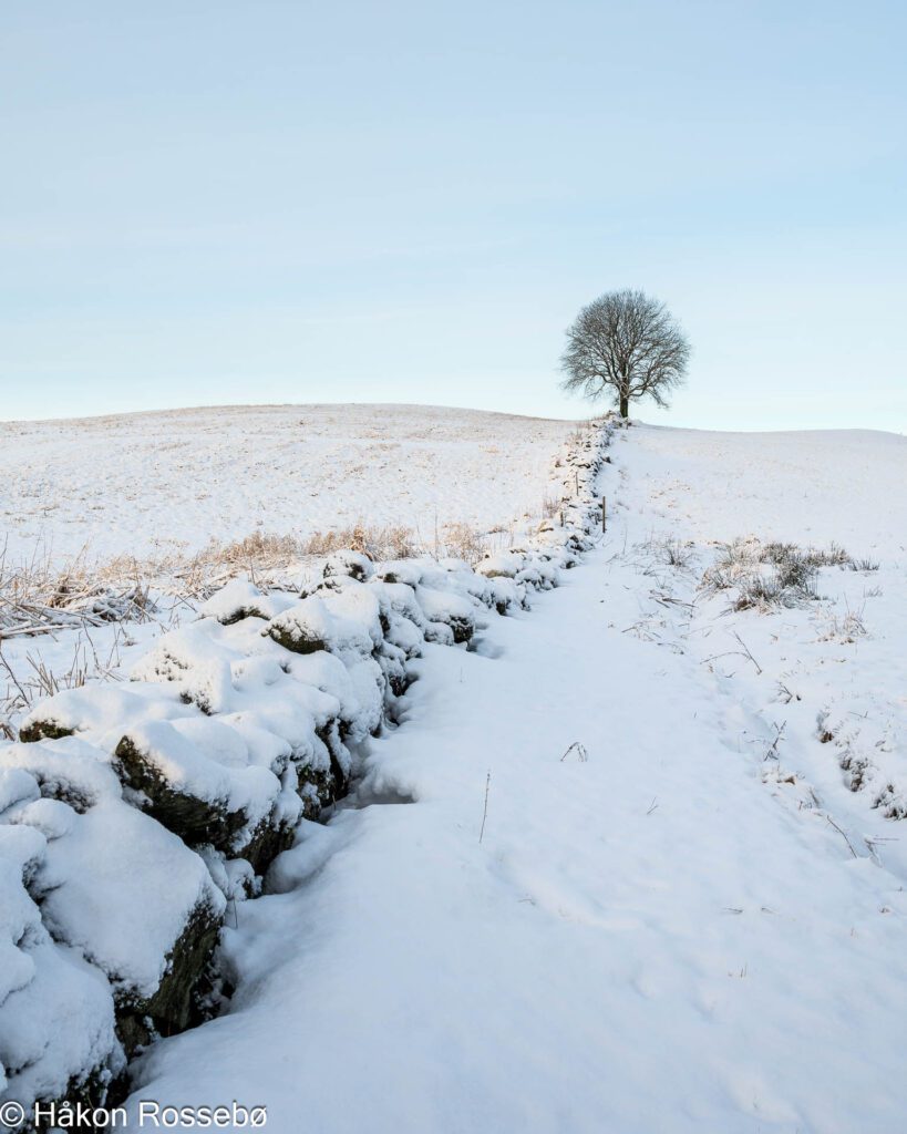 Øysteins tre på Svaland - vinter