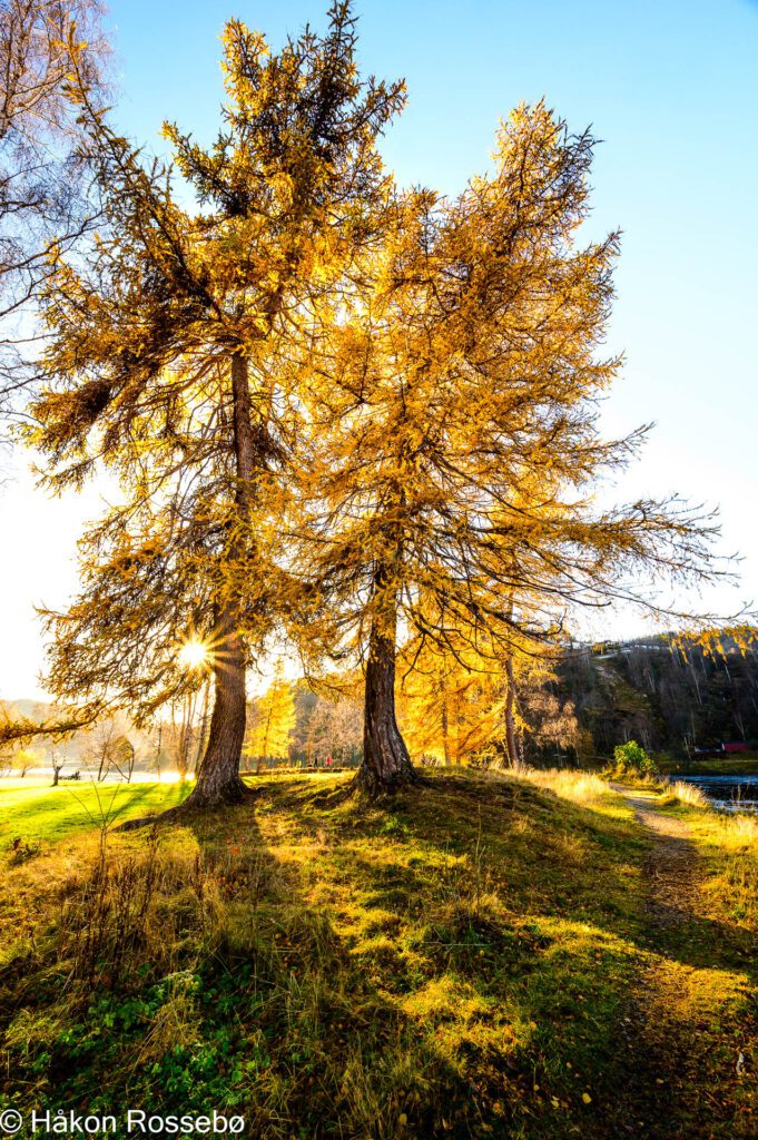 Vigeland Hovedgård i Vennesla, utendørs, landskap i høstfarger, trær